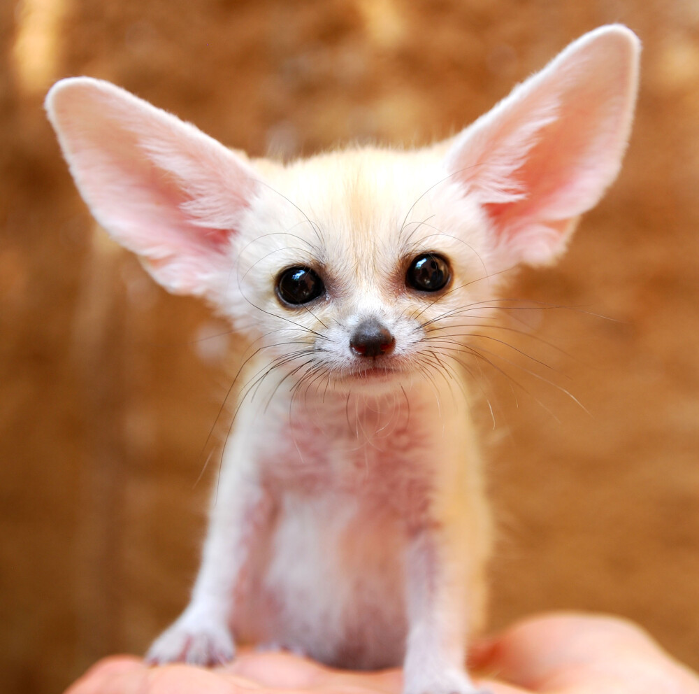利比亚,摩洛哥,突尼斯的小狐狸有着6英寸长的大耳朵