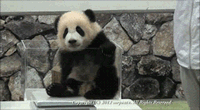 panda 君在你卖萌么.老老实实待着好不好啊!