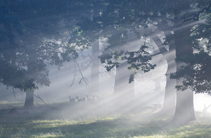 清晨的阳光穿过树林,你想从中走过么?