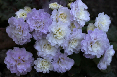 饰界 图片评论 0条  收集   点赞  评论  丽格海棠 多年生草本植物 花