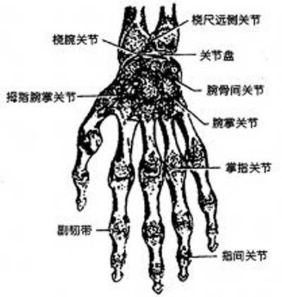 手掌关节解剖结构图图片