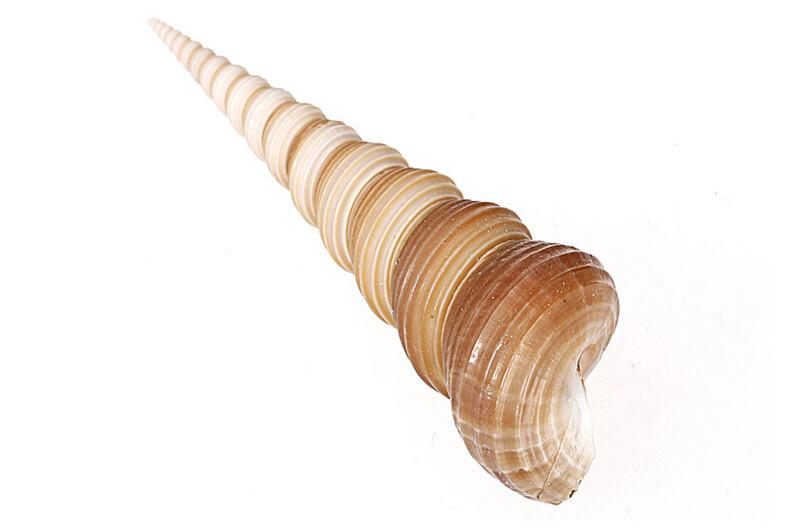 harborhouse创意时尚家居摆设天然小海螺长cm