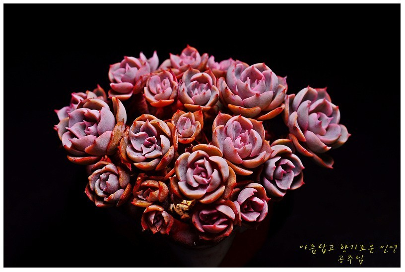 韩国多肉博客的图