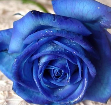 在对蓝色妖姬浇灌染料之后,花儿会像吸水一样,将色剂也吸进去,以此来