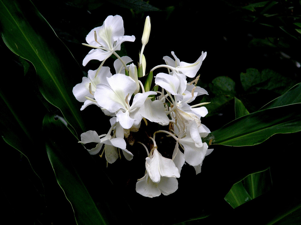 hedychium coronarium .姜花.