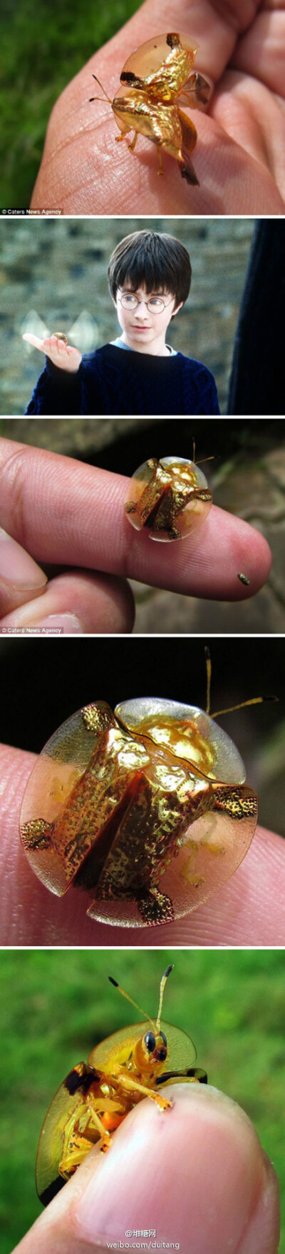 【麻瓜世界里の金色飞贼】一位摄影师在印度抓拍的金色龟甲虫,像极了