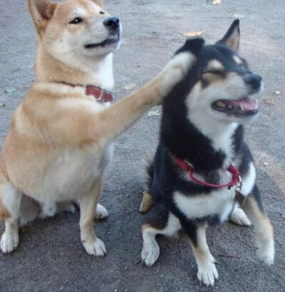 宠物狗头