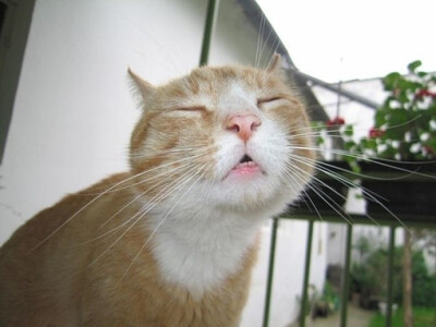 捂嘴笑的猫咪图片图片