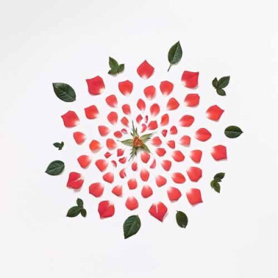" 的作品,将不同的花朵进行拆解,然后一一将花蕊,花瓣进行布局放置,就
