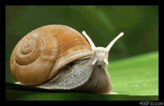 最强蜗牛高清动态壁纸图片