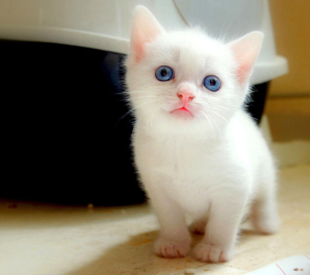 小白猫图片真实图片