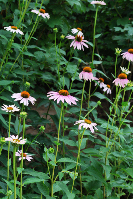松果菊 多年生草本,株高60-150cm.