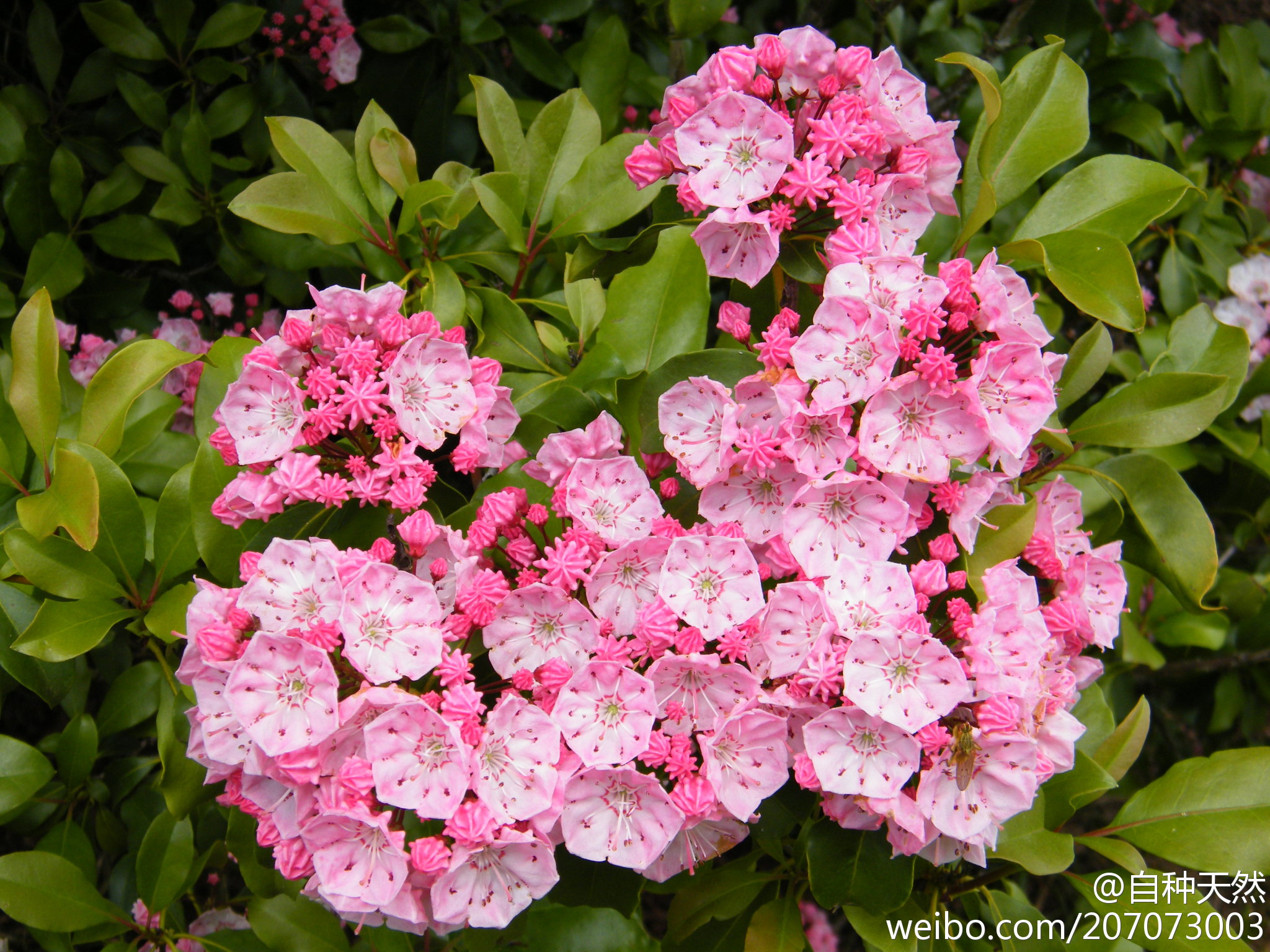 迷你,小花伞. { 山月桂,学名:kalmia latifolia,摄影:austin7nut }