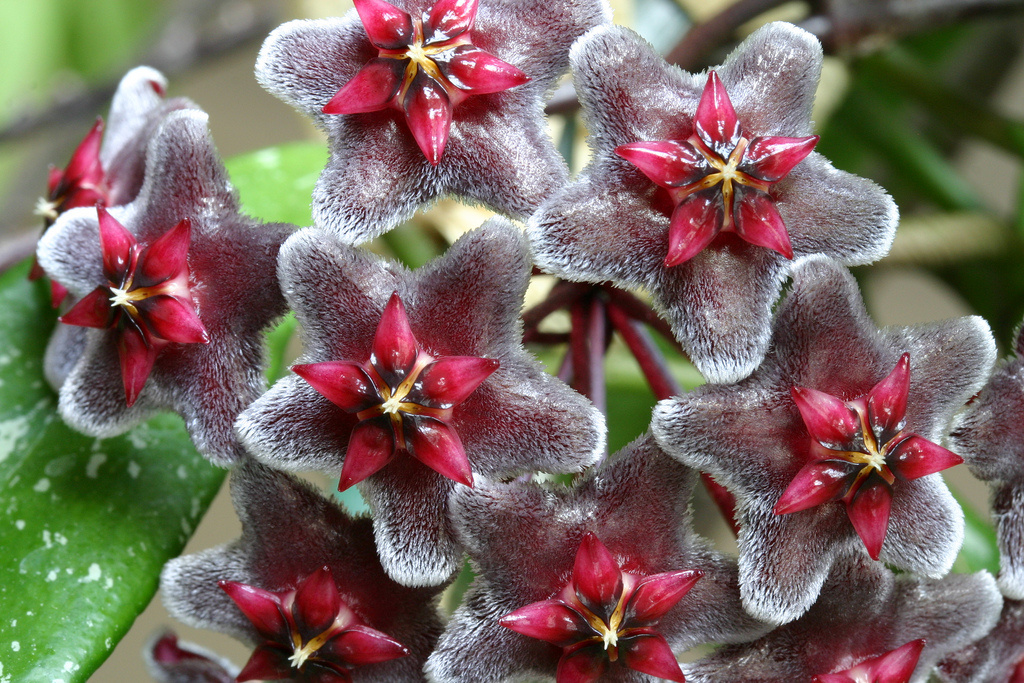 { 红巴顿球兰,学名:hoya pubicalyx cv red button 摄影:oktopusss }