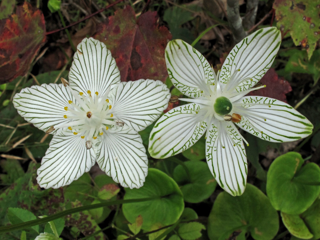 parnassia grandifolia帕那色斯草