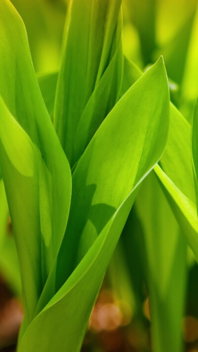 绿色- 堆糖,美图壁纸兴趣社区