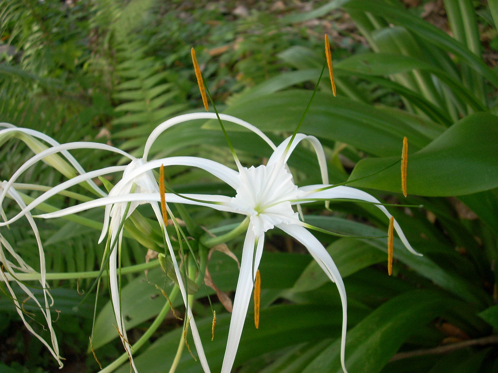 hymenocallis speciosa 蜘蛛兰