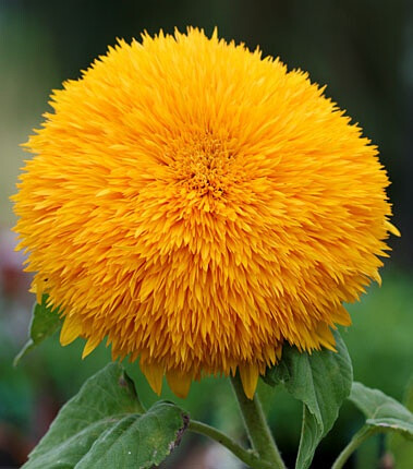 玩具熊向日葵 sunflower"big bear":矮小并有着厚厚密密的橙色花瓣