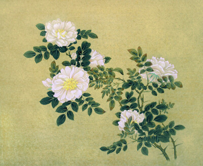 宋人蔷薇,清雅的芬芳