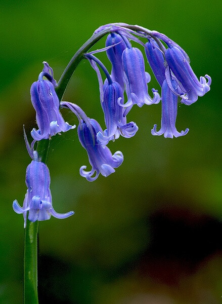 世界上最美蓝色的花图片