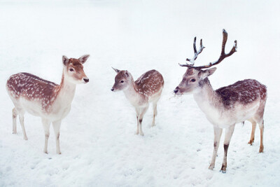 deer,鹿,萌,小动物