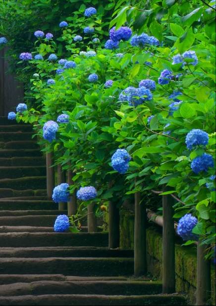 紫阳花,又名绣球花,原产于四川及日本,为山茱萸目绣球花科绣球属落叶