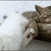 肥猫