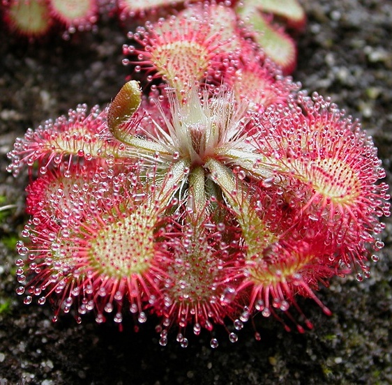 drosera spatulata:茅膏菜茅膏菜属一种食虫植物,主要分部亚太地区