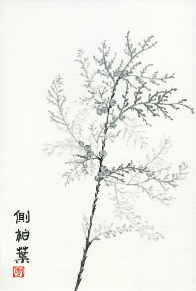 水墨本草-侧柏叶