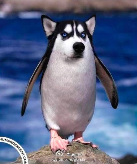 哈士奇企鹅