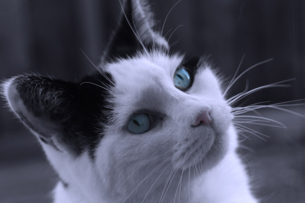 孤独的猫