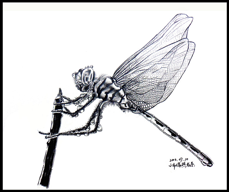 雨后蜻蜓,铅笔手绘