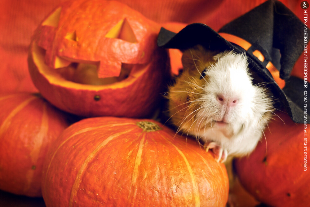 兔子仓鼠与小南瓜01【原地址→http://vdisk.weibo.