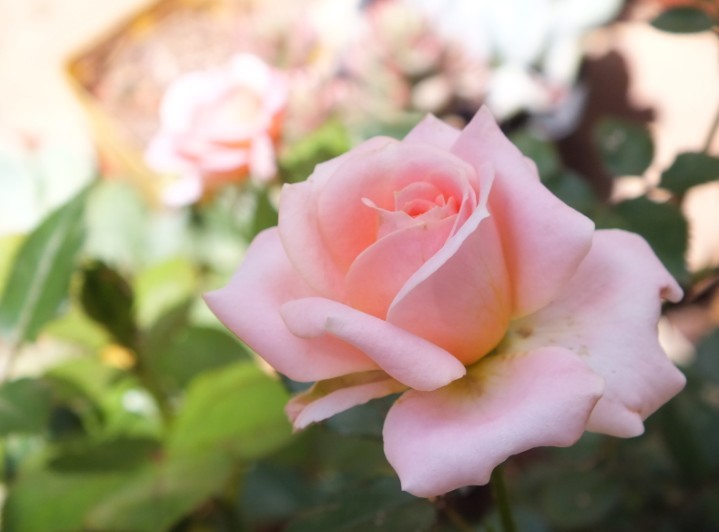 荷兰女士,一年不停开花的微型月季