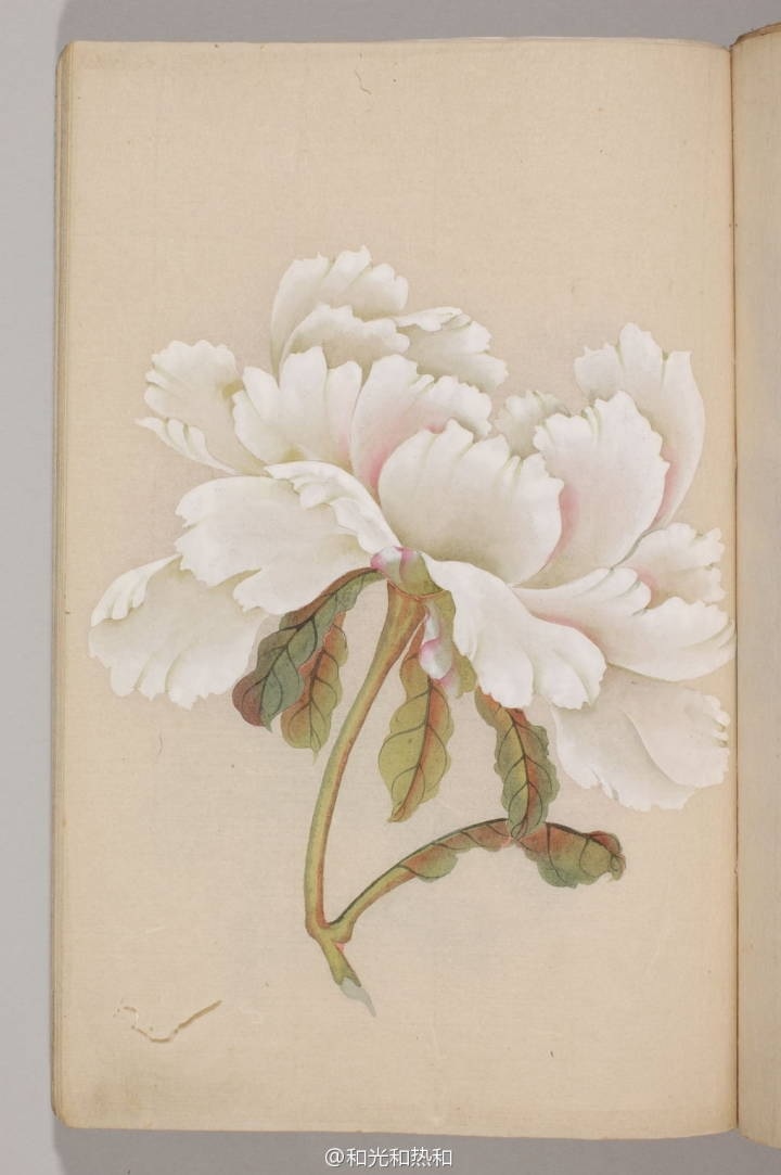 《植物集说》 之芍药谱