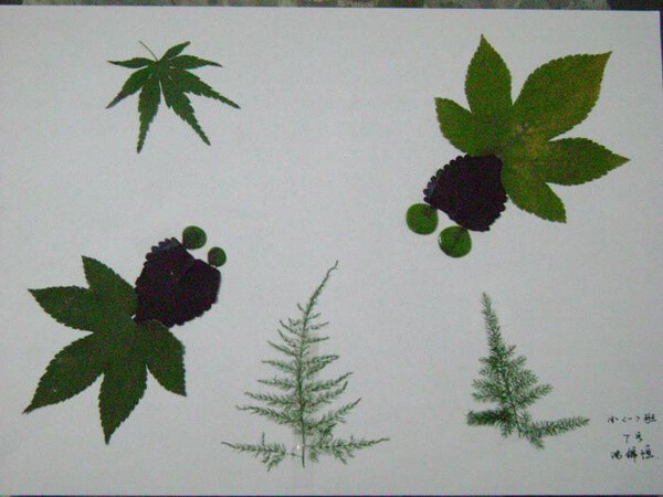 剪贴纸版画植物图片