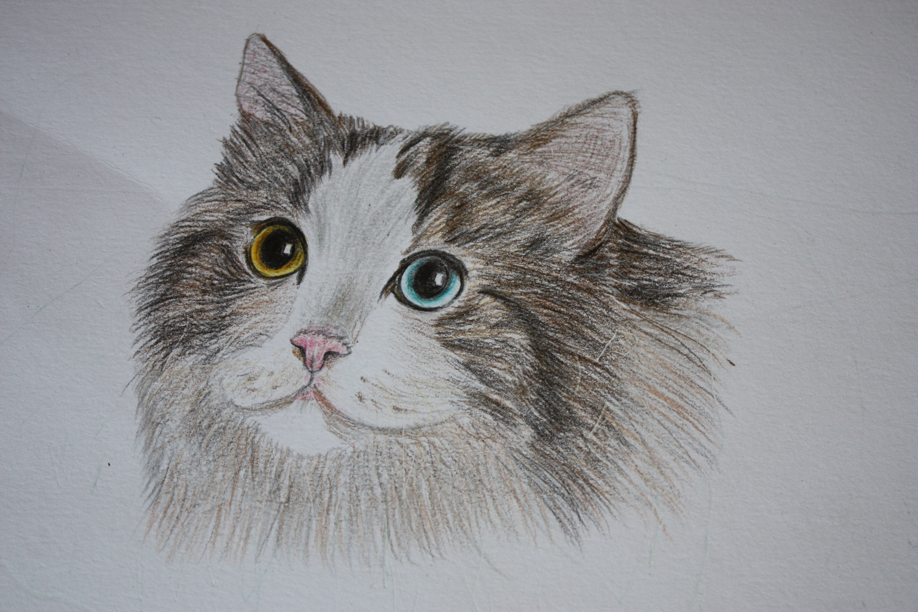 彩铅手绘猫咪 - 堆糖,美图壁纸兴趣社区