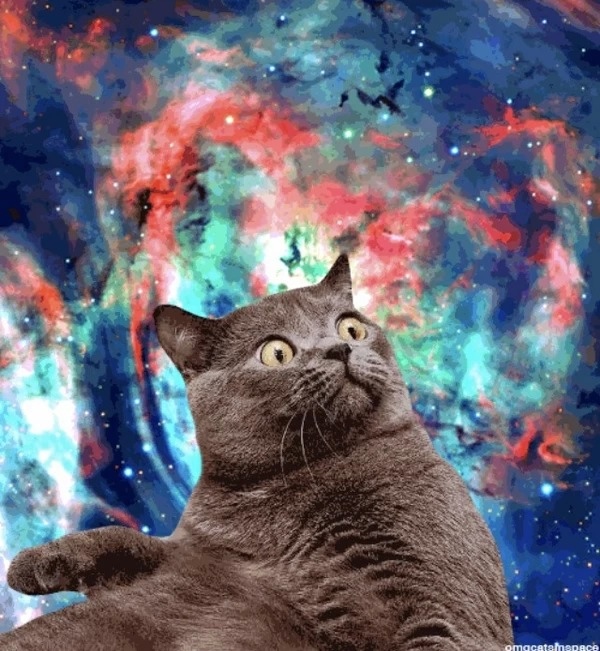 iphone壁纸,星空,猫,原宿.