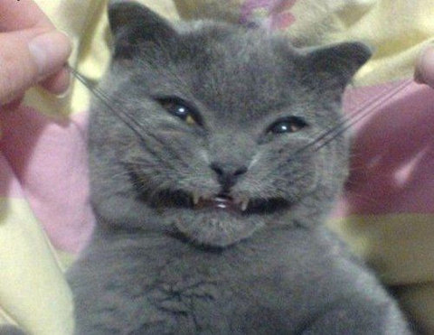 猫咪贱笑表情包图片