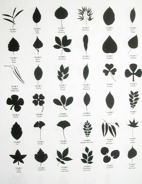 各种树叶的图片和名字图片