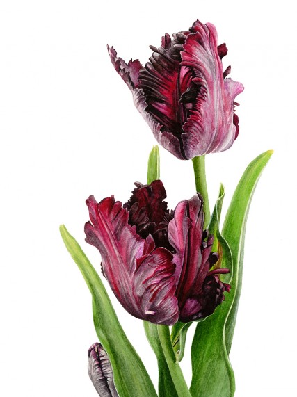 anna knights写实手绘—black parrot tulips 画家主页:http