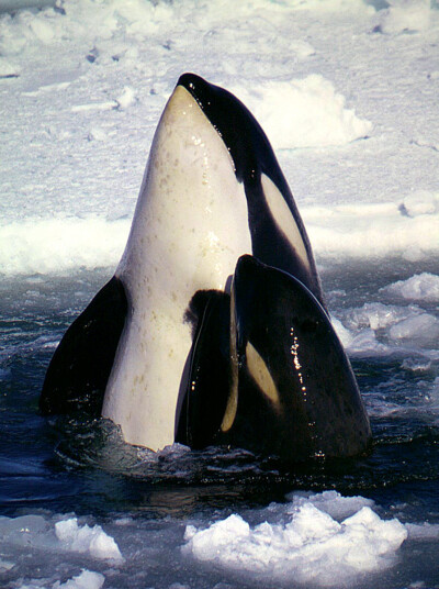 大西洋虎鲸2图片