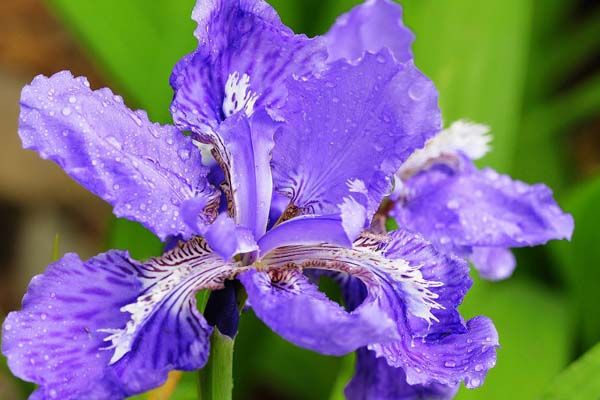 爱丽丝花——好消息,想你