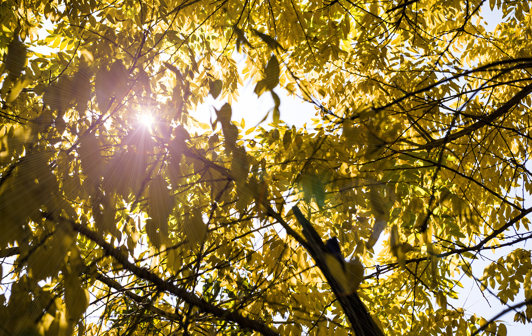 怎么描写阳光透过树叶_阳光透过树叶间的佳句_阳光透过树叶的词