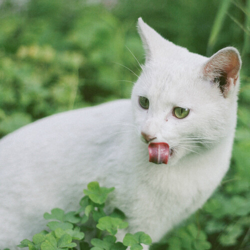 白猫绿眼睛图片
