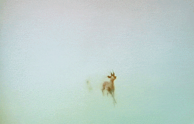 小鹿动态壁纸图片