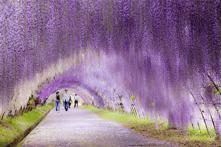 日本紫藤花图片大全图片