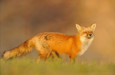 大尾巴狐狸表情包图片