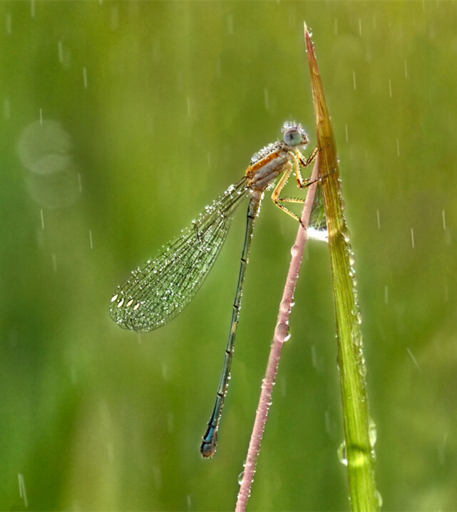雨中的蜻蜓
