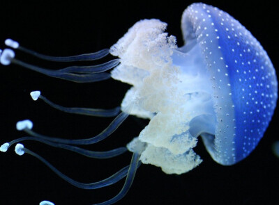 水母是海洋中重要的大型浮游生物,是无脊椎动物,属于刺胞动物门中的一